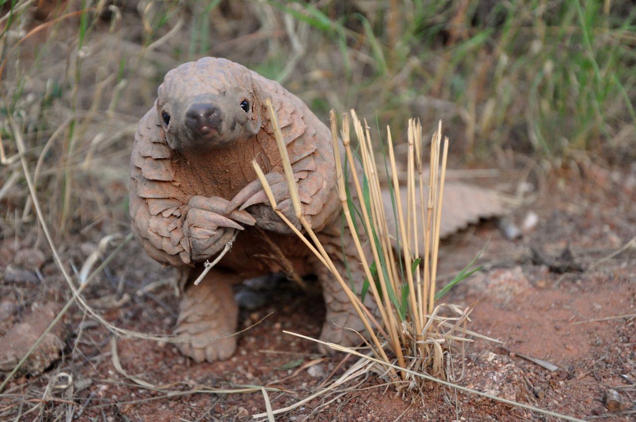 Pangolins
